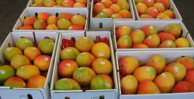 Mango Exports Underway