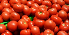 Tomato Update